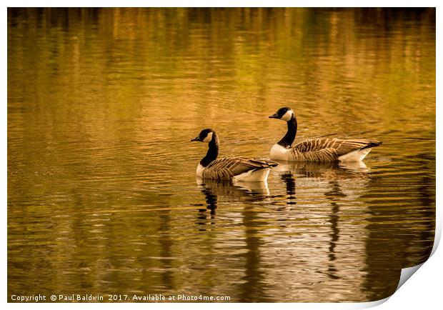 Canadian Geese at Sunset Print by Paul Baldwin