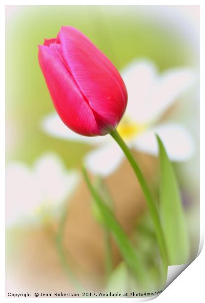 Pink Tulip Print by Jenni Robertson