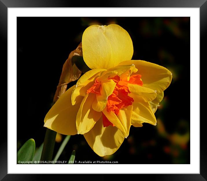 "Daffodil in the Sunshine" Framed Mounted Print by ROS RIDLEY