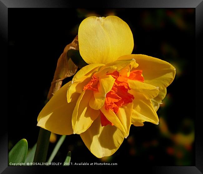 "Daffodil in the Sunshine" Framed Print by ROS RIDLEY