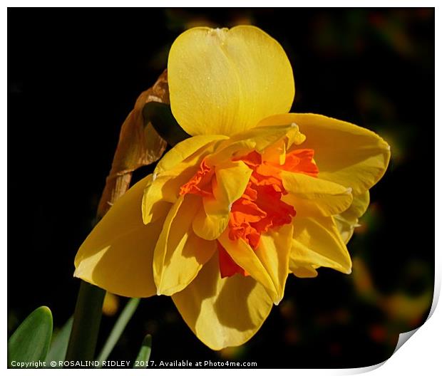 "Daffodil in the Sunshine" Print by ROS RIDLEY