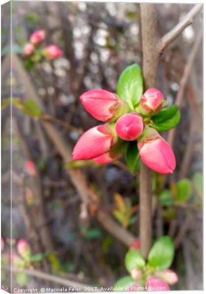 new red buds Canvas Print by Marinela Feier