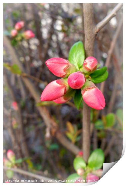 new red buds Print by Marinela Feier