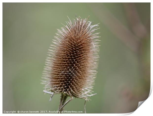 Teasle Print by sharon bennett