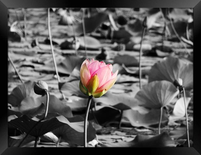 pink lotus Framed Print by anurag gupta