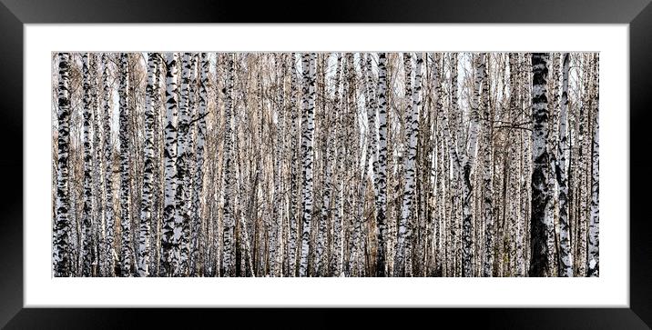 Firmly standing white trunks of birch trees in the Framed Mounted Print by Dobrydnev Sergei
