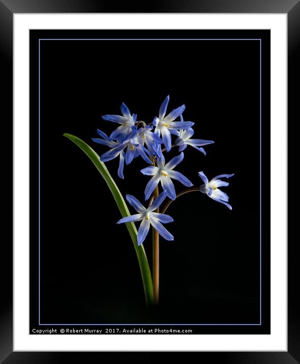 Chionodoxa Framed Mounted Print by Robert Murray