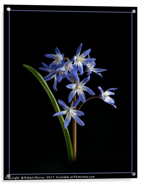 Chionodoxa Acrylic by Robert Murray