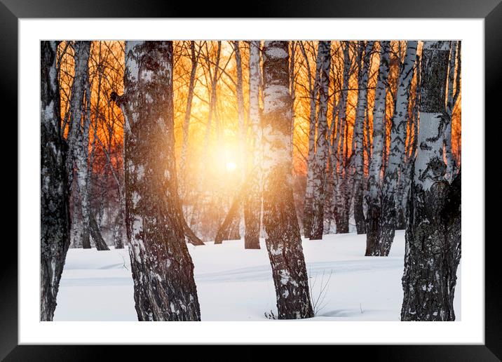 Birch trees and setting sun in winter forest Framed Mounted Print by Dobrydnev Sergei