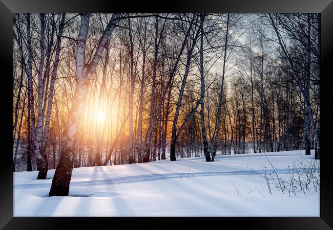 Birch trees and setting sun in winter forest Framed Print by Dobrydnev Sergei