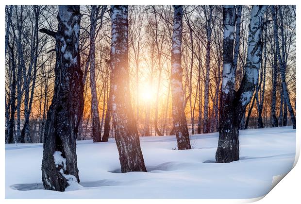 Birch trees and setting sun in winter forest Print by Dobrydnev Sergei