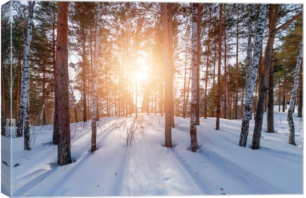 Setting sun on the edge of a winter forest Canvas Print by Dobrydnev Sergei