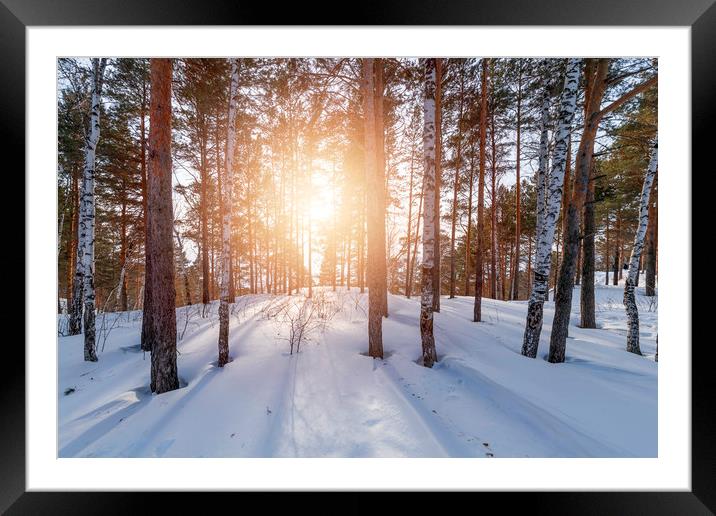 Setting sun on the edge of a winter forest Framed Mounted Print by Dobrydnev Sergei