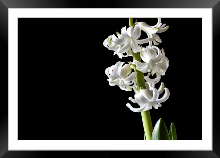 Tender white flowers of hyacinth Framed Mounted Print by Dobrydnev Sergei