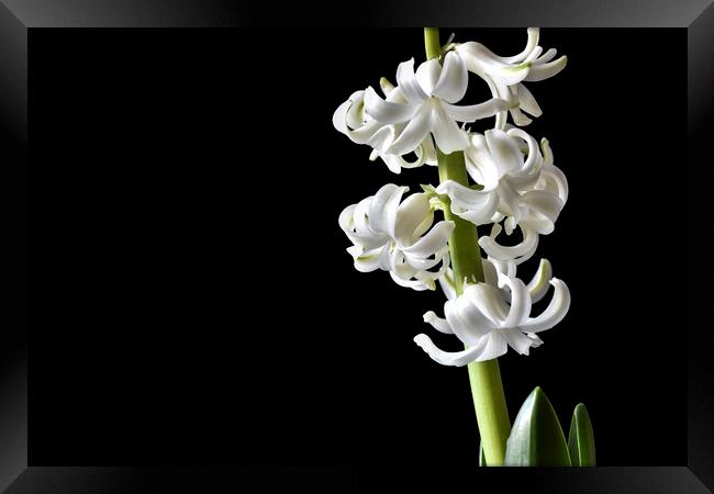 Tender white flowers of hyacinth Framed Print by Dobrydnev Sergei