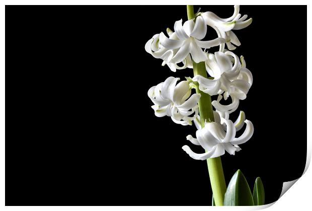 Tender white flowers of hyacinth Print by Dobrydnev Sergei