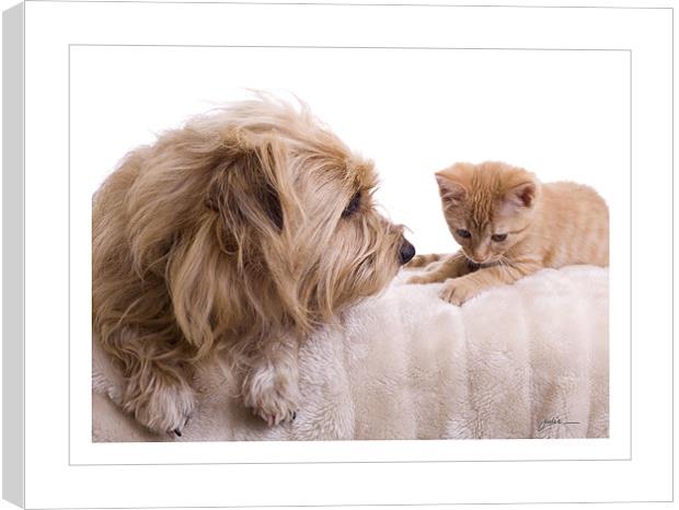 Dog & Kitten Canvas Print by Julie Sutton