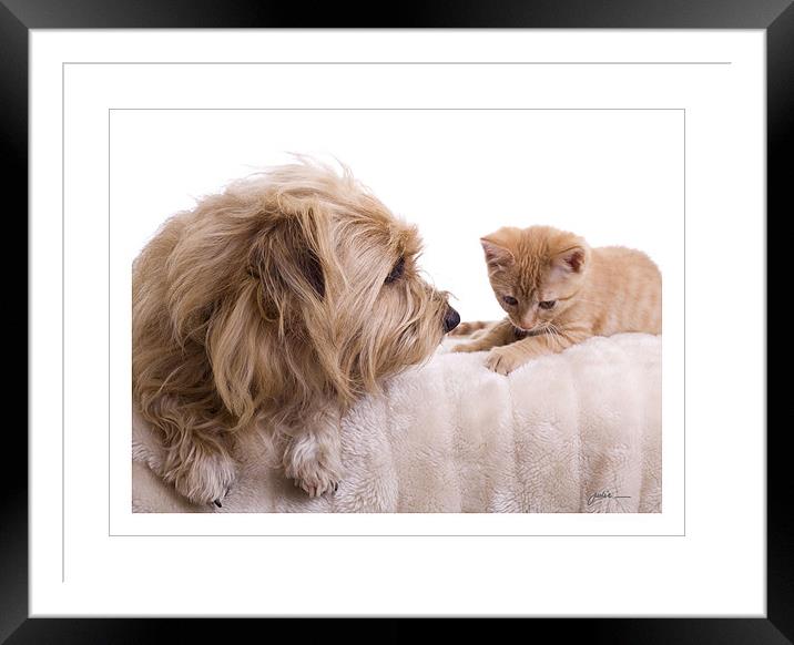 Dog & Kitten Framed Mounted Print by Julie Sutton