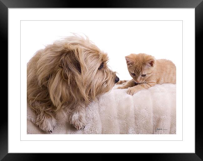 Dog & Kitten Framed Print by Julie Sutton