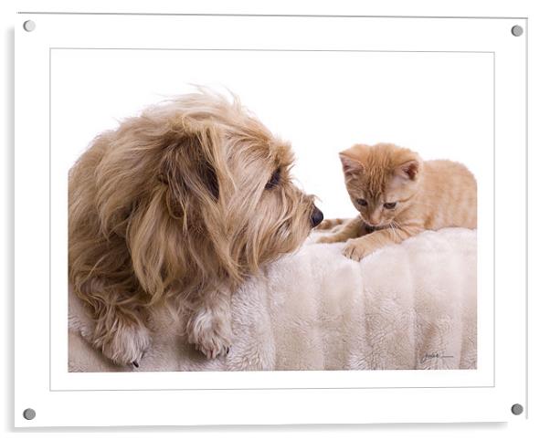 Dog & Kitten Acrylic by Julie Sutton