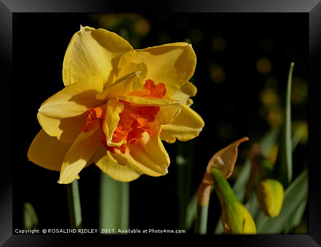 "Daffodil in the sun (2)" Framed Print by ROS RIDLEY