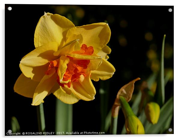 "Daffodil in the sun (2)" Acrylic by ROS RIDLEY