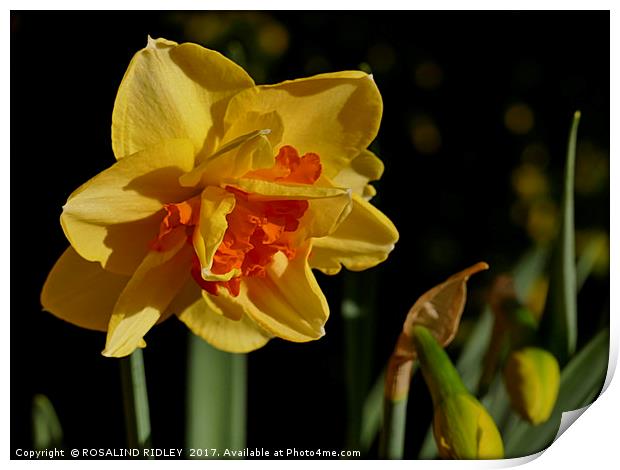 "Daffodil in the sun (2)" Print by ROS RIDLEY