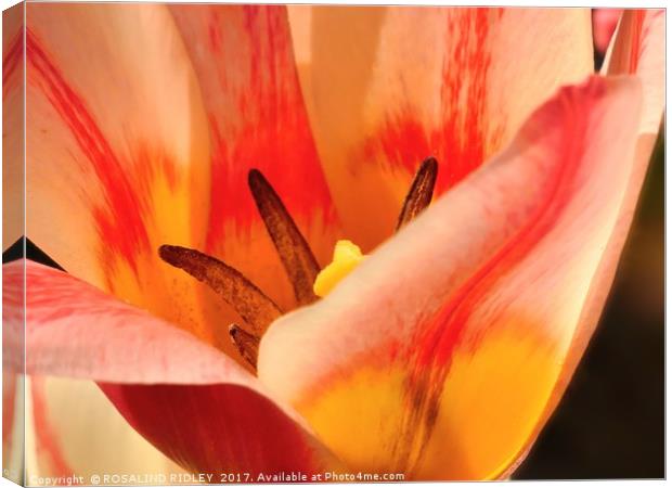 "Sunshine through the Tulip" Canvas Print by ROS RIDLEY