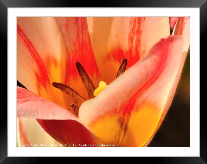 "Sunshine through the Tulip" Framed Mounted Print by ROS RIDLEY