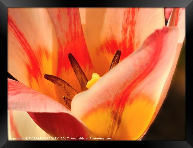 "Sunshine through the Tulip" Framed Print by ROS RIDLEY