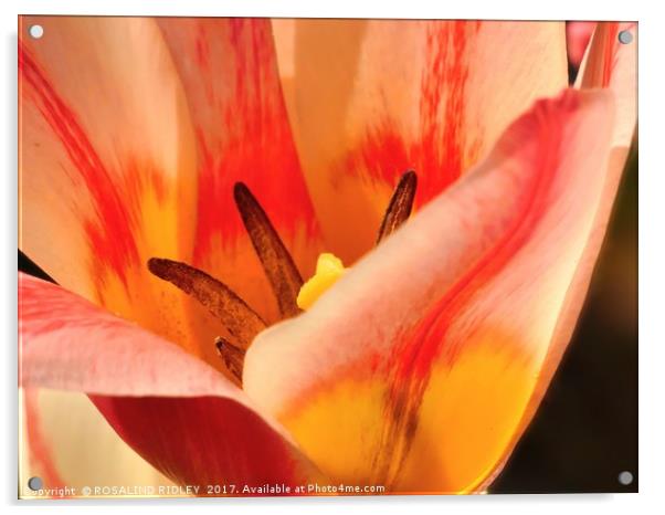 "Sunshine through the Tulip" Acrylic by ROS RIDLEY