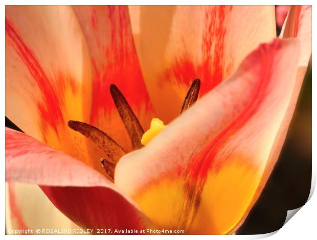 "Sunshine through the Tulip" Print by ROS RIDLEY