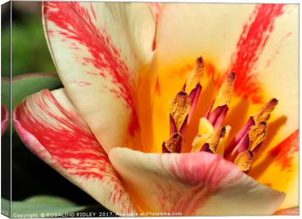 "Tulip Macro" Canvas Print by ROS RIDLEY