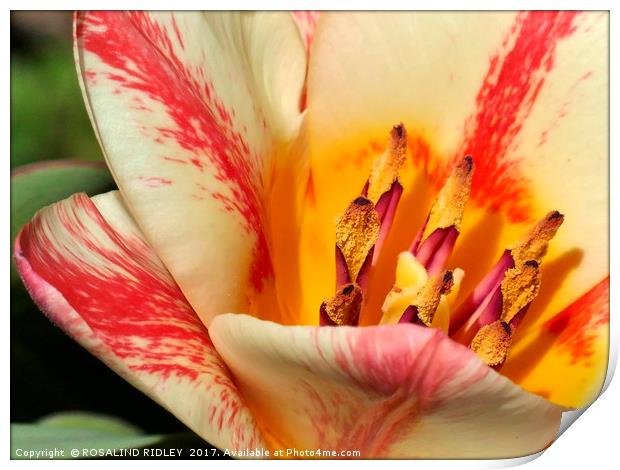 "Tulip Macro" Print by ROS RIDLEY