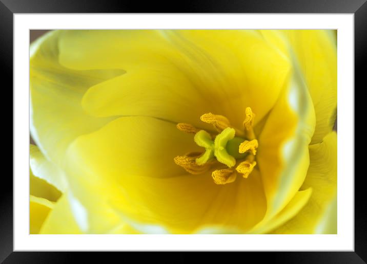 Yellow tulip  Framed Mounted Print by Dobrydnev Sergei
