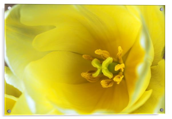 Yellow tulip  Acrylic by Dobrydnev Sergei