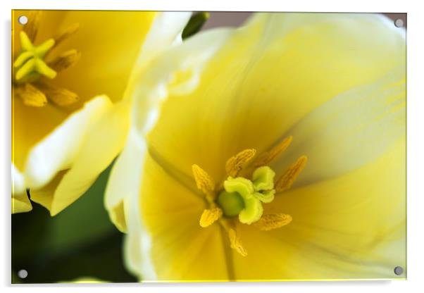Bud of yellow tulip  Acrylic by Dobrydnev Sergei