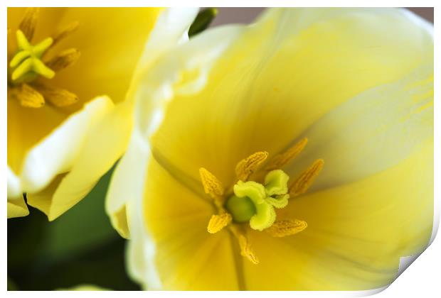 Bud of yellow tulip  Print by Dobrydnev Sergei