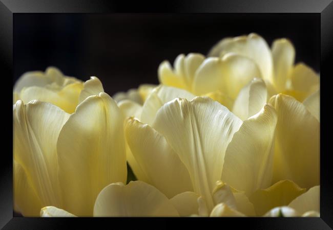 Petals of yellow tulips  Framed Print by Dobrydnev Sergei