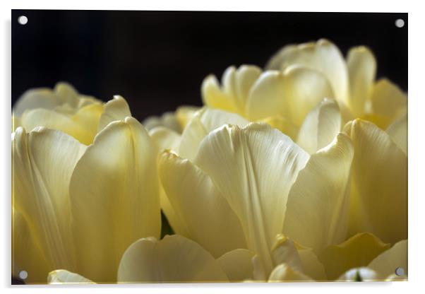 Petals of yellow tulips  Acrylic by Dobrydnev Sergei