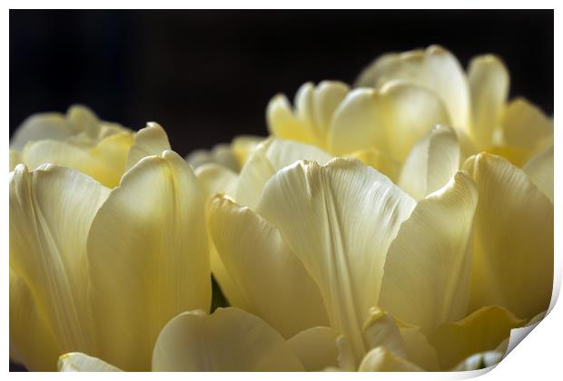 Petals of yellow tulips  Print by Dobrydnev Sergei