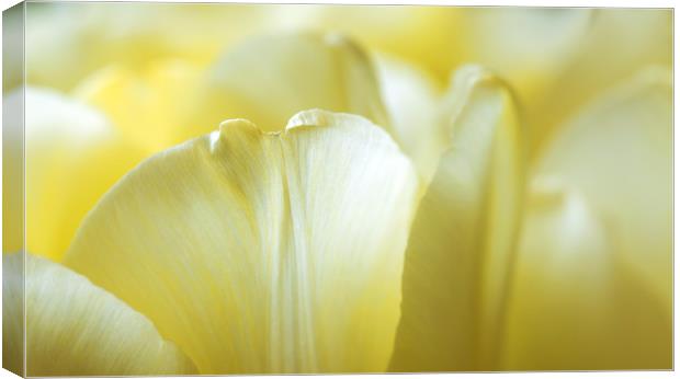 Petals of yellow tulips close-up  Canvas Print by Dobrydnev Sergei