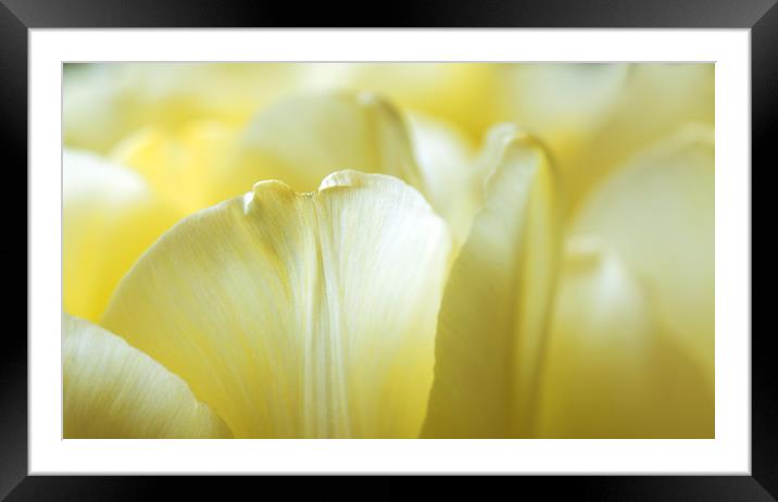 Petals of yellow tulips close-up  Framed Mounted Print by Dobrydnev Sergei