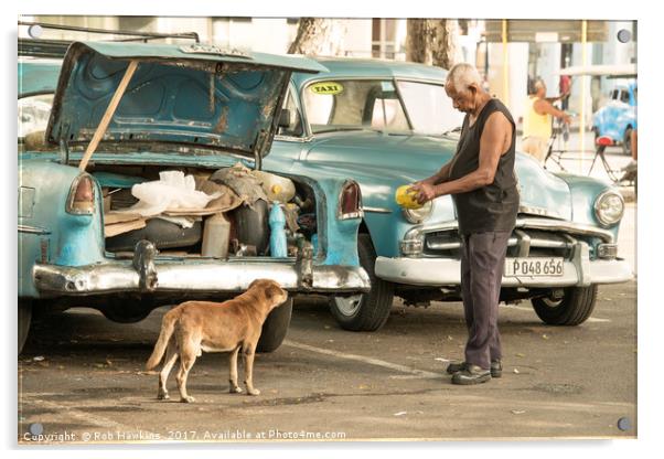 Cuban dog feed  Acrylic by Rob Hawkins
