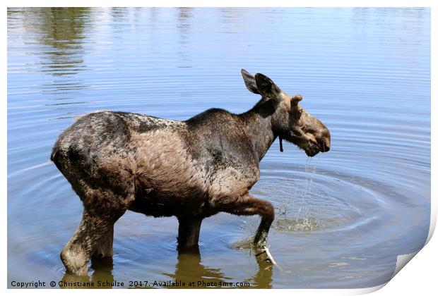Young Moose Print by Christiane Schulze