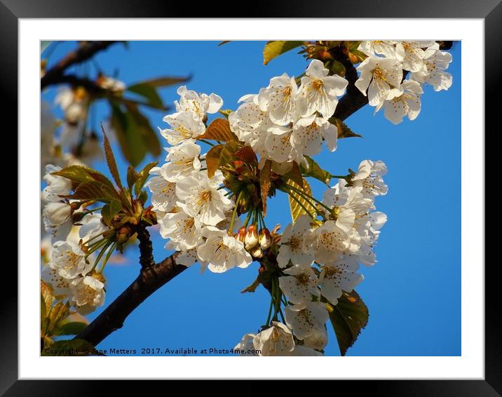 White Blossom Framed Mounted Print by Jane Metters