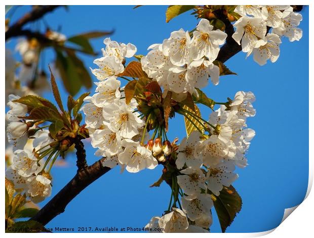 White Blossom Print by Jane Metters