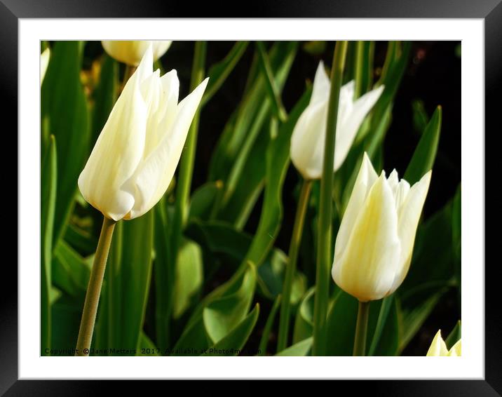 Tulips Ready to Open Framed Mounted Print by Jane Metters