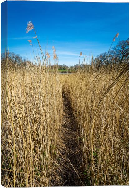 Pathway Through The Reeds Canvas Print by Wight Landscapes