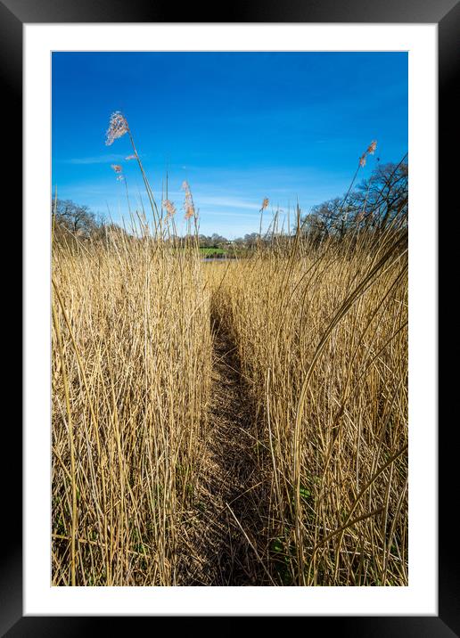 Pathway Through The Reeds Framed Mounted Print by Wight Landscapes